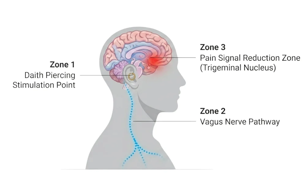 The Theory of Vagal Modulation Explained